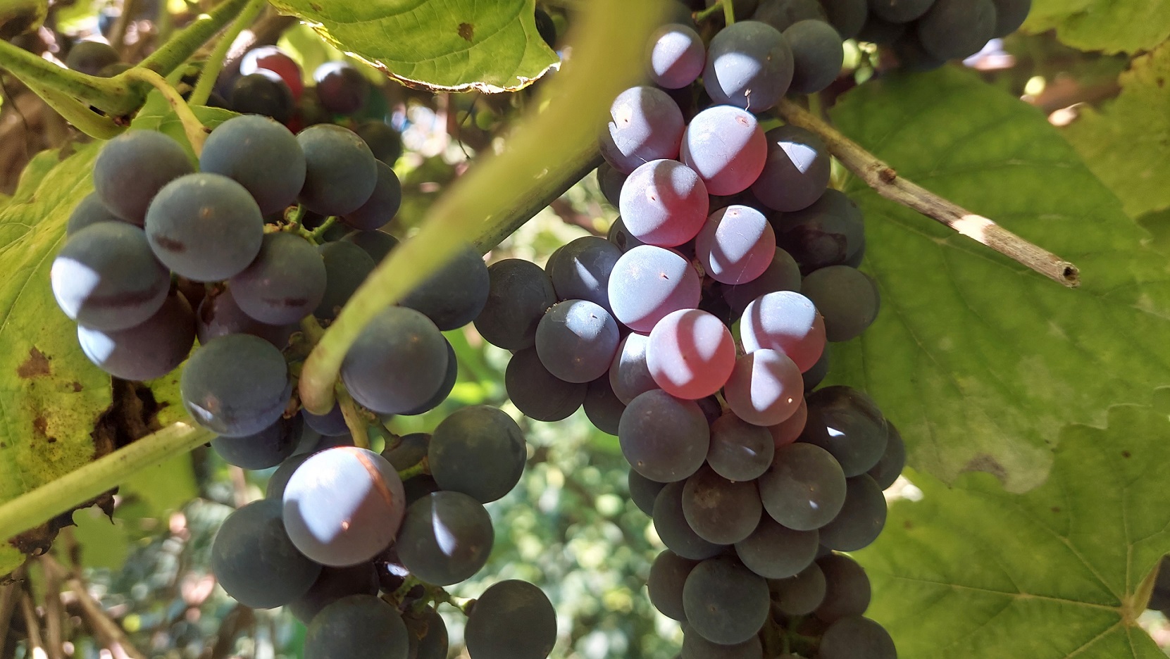 Działki na Wzgórzu Madera – Rys historyczny